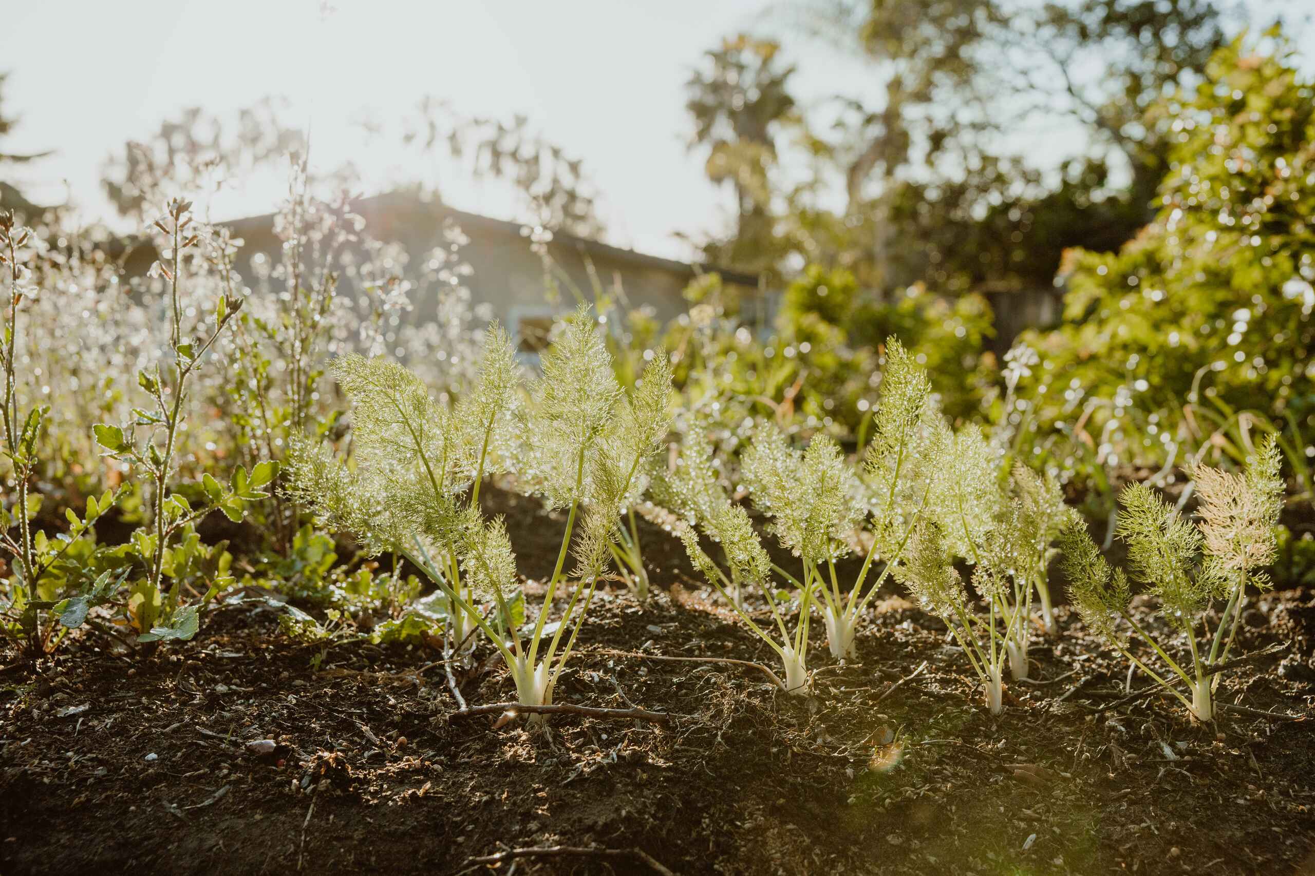 Young seedlings emerging from rich soil in a garden bed with flowering plants in the background
