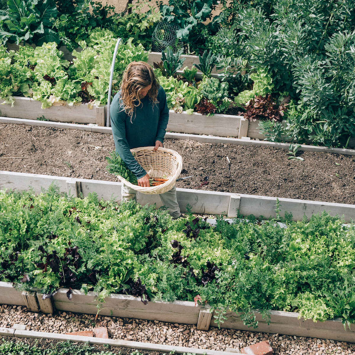 Person harvesting vegetables from a raised garden bed in a community garden
