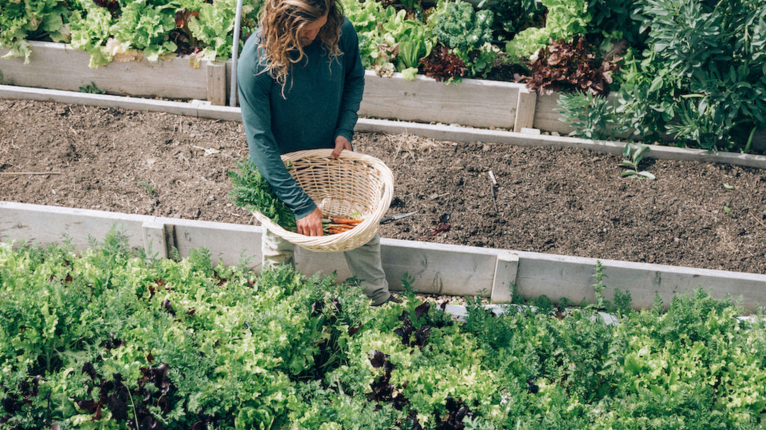 Person harvesting vegetables from a raised garden bed in a community garden