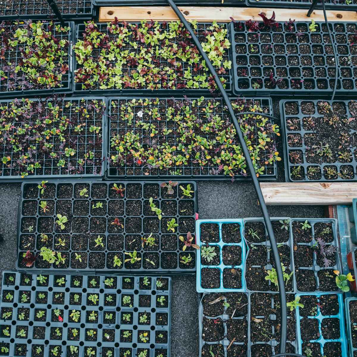 Seedling trays with young plants at various growth stages arranged on a nursery floor