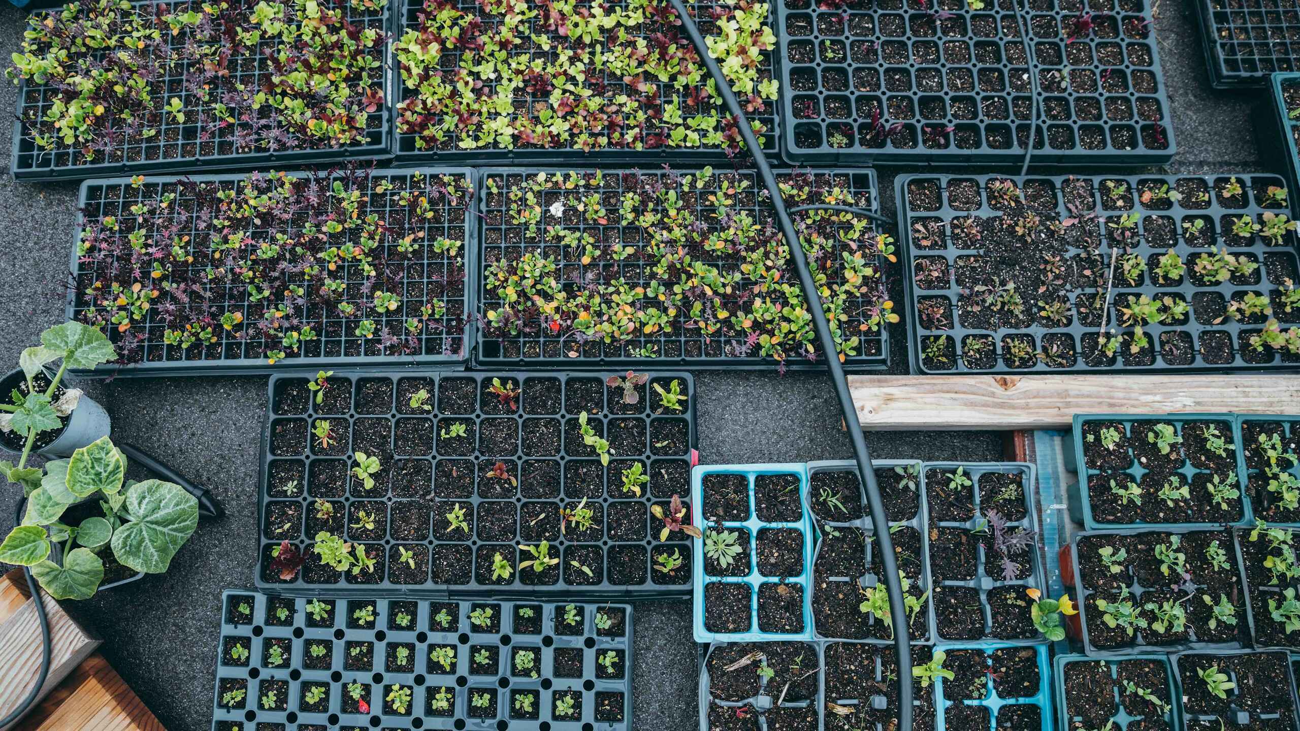 Seedling trays with young plants at various growth stages arranged on a nursery floor