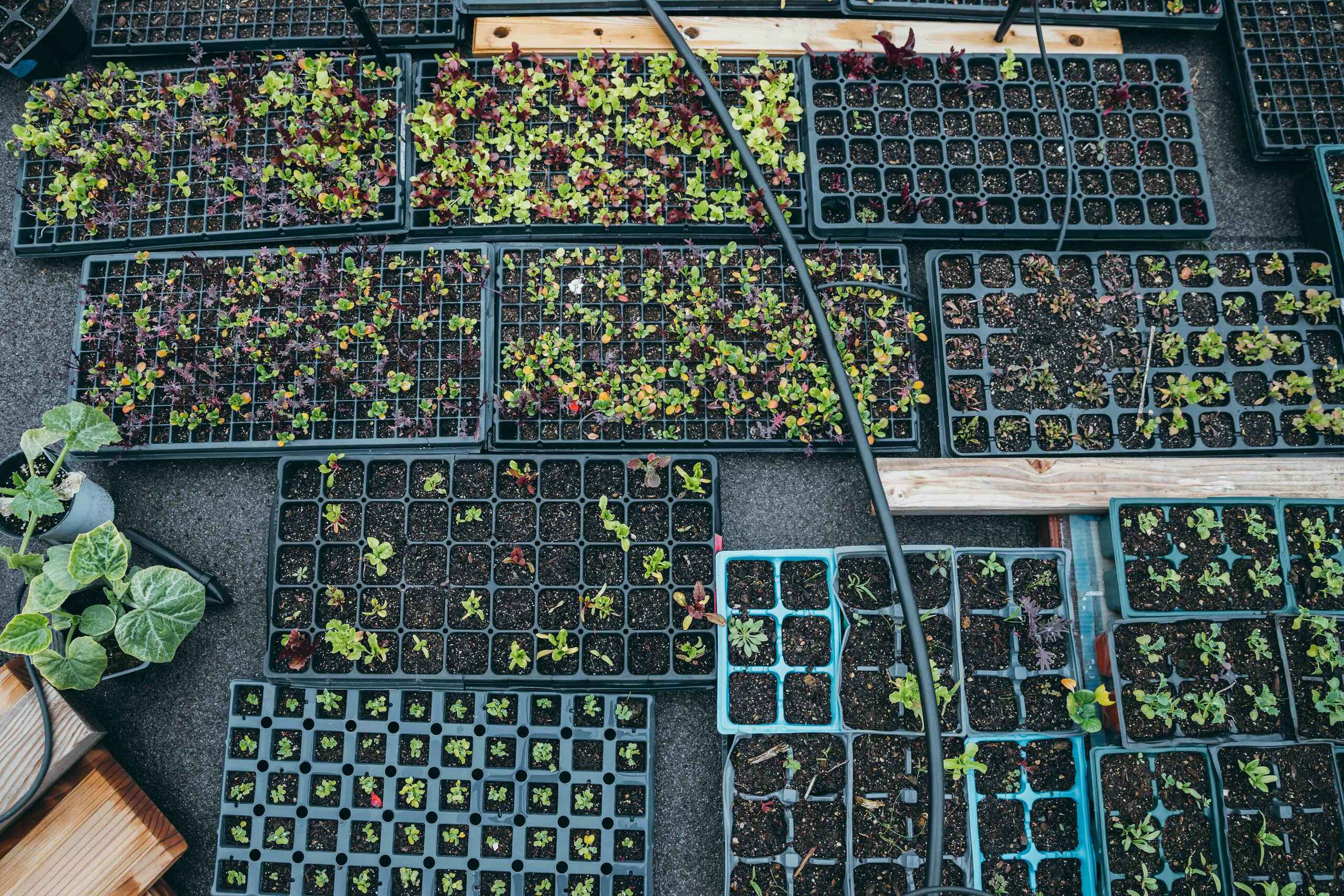 Seedling trays with young plants at various growth stages arranged on a nursery floor