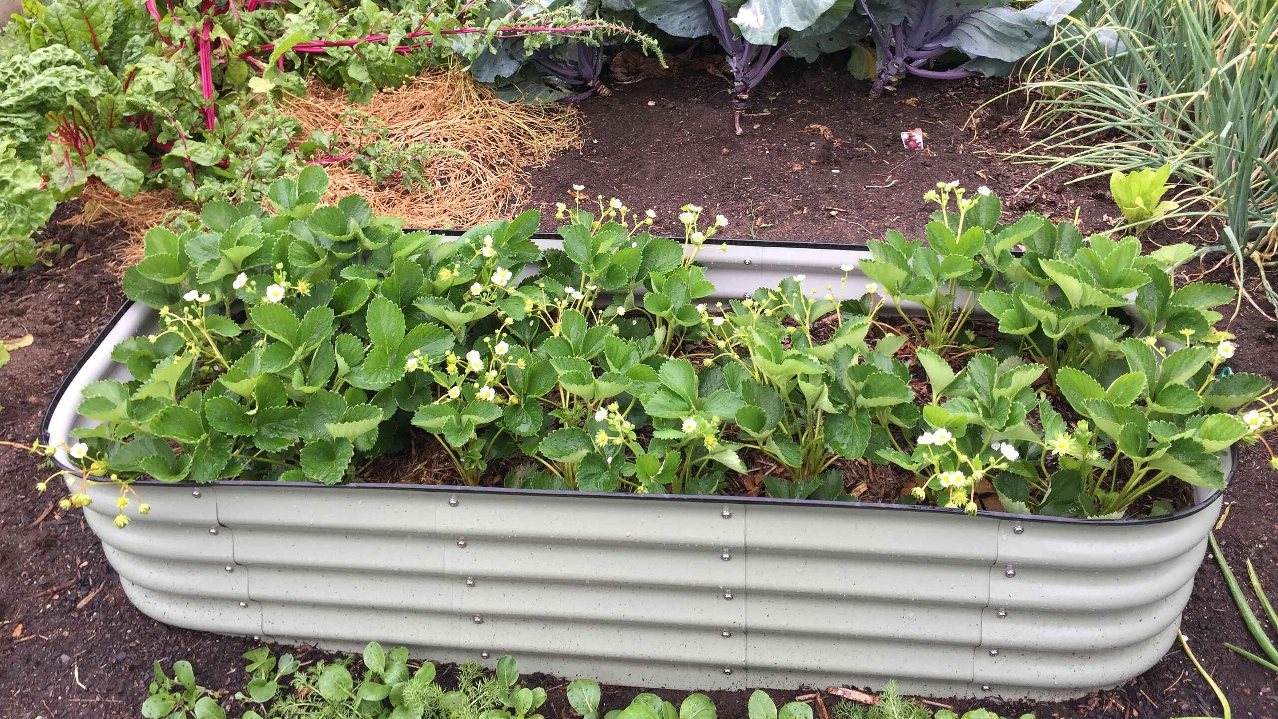A metal raised garden bed planted with leafy greens and flowering strawberry plants, surrounded by other garden beds containing brassicas and herbs