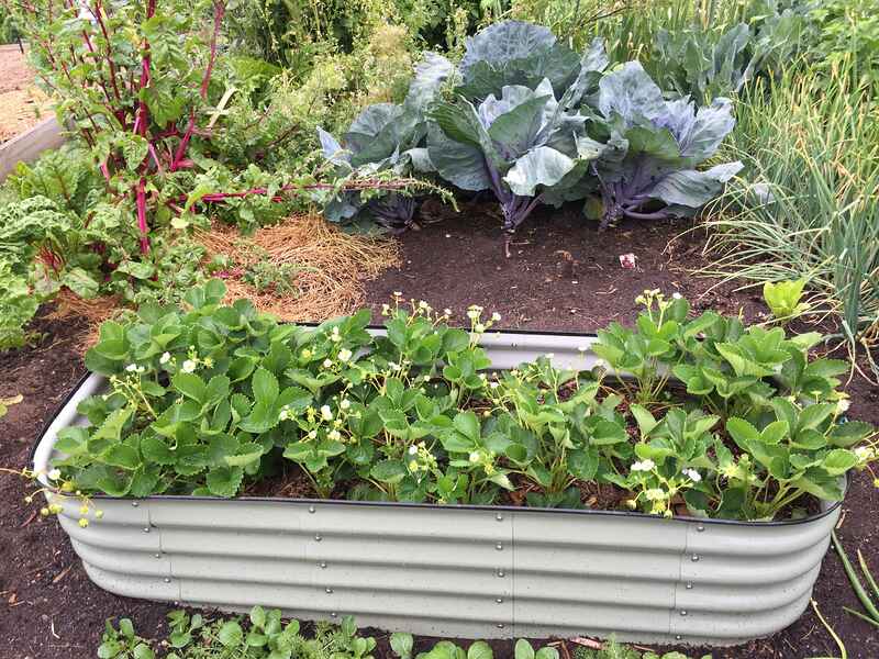A metal raised garden bed planted with leafy greens and flowering strawberry plants, surrounded by other garden beds containing brassicas and herbs