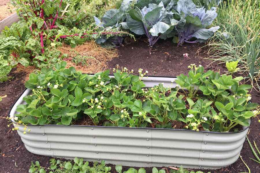 A metal raised garden bed planted with leafy greens and flowering strawberry plants, surrounded by other garden beds containing brassicas and herbs