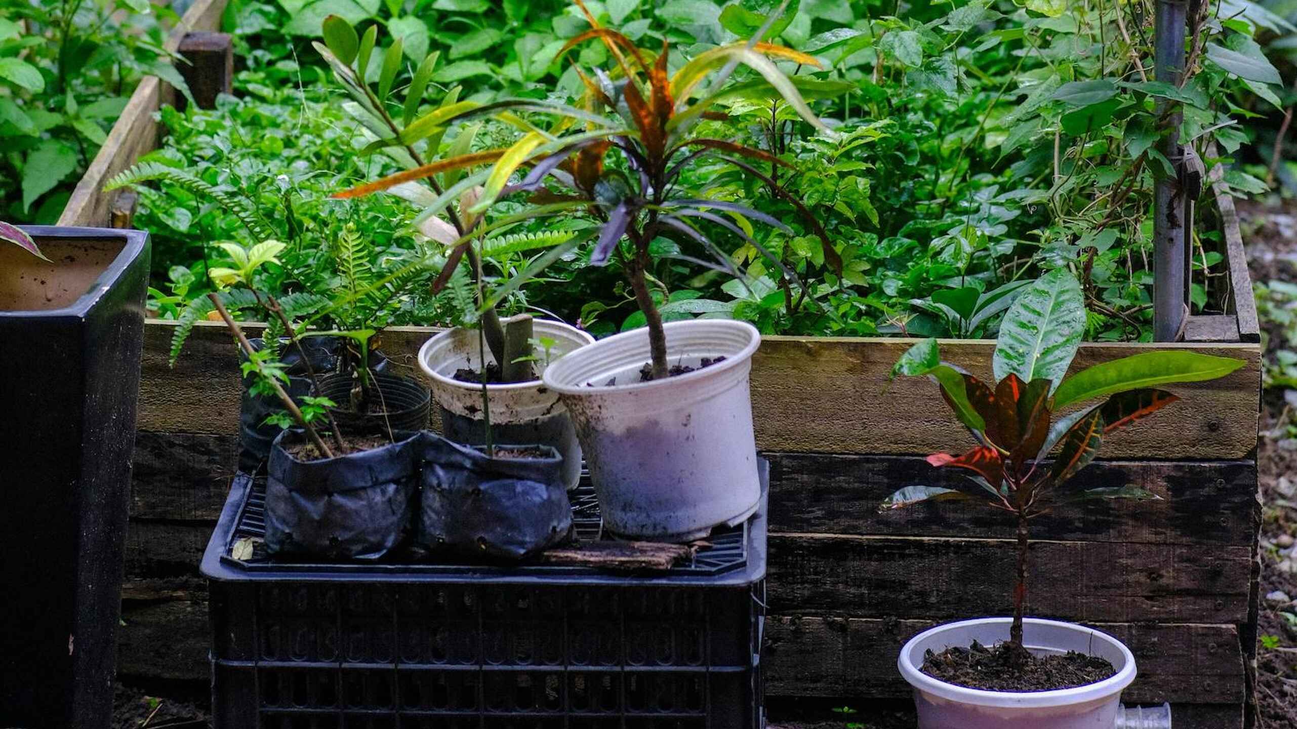 A lush home garden with raised beds and climbing vines, featuring various seedlings and plants in containers on a wooden planter box