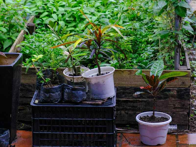 A lush home garden with raised beds and climbing vines, featuring various seedlings and plants in containers on a wooden planter box