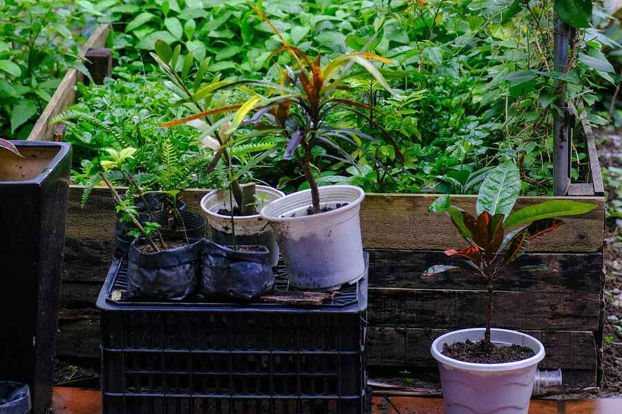 A lush home garden with raised beds and climbing vines, featuring various seedlings and plants in containers on a wooden planter box