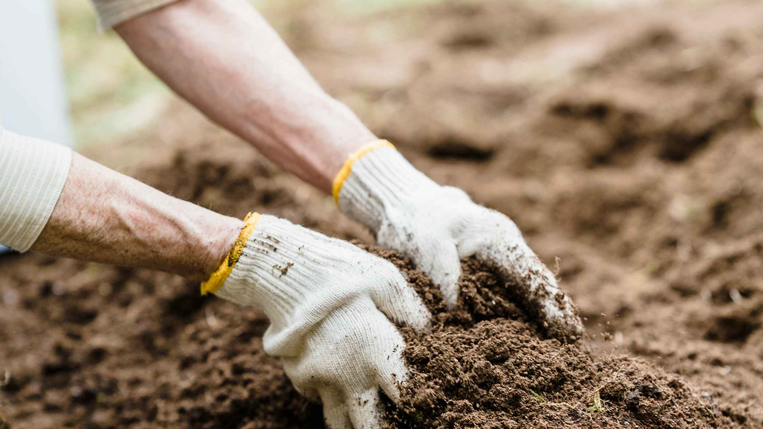 Gardener wearing work gloves layering soil into a raised garden bed