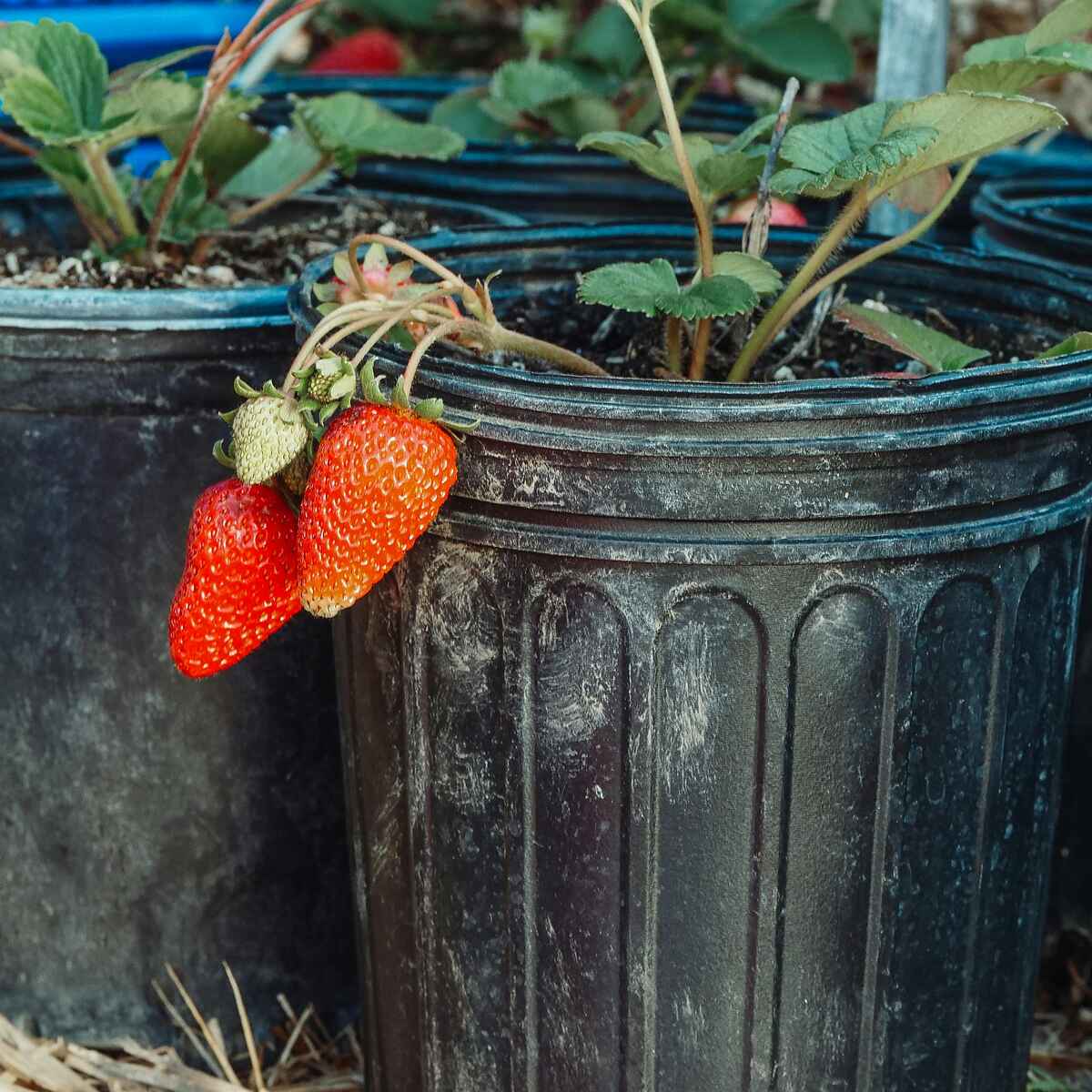 Ripe red strawberries hanging from a plant growing in a black container garden pot