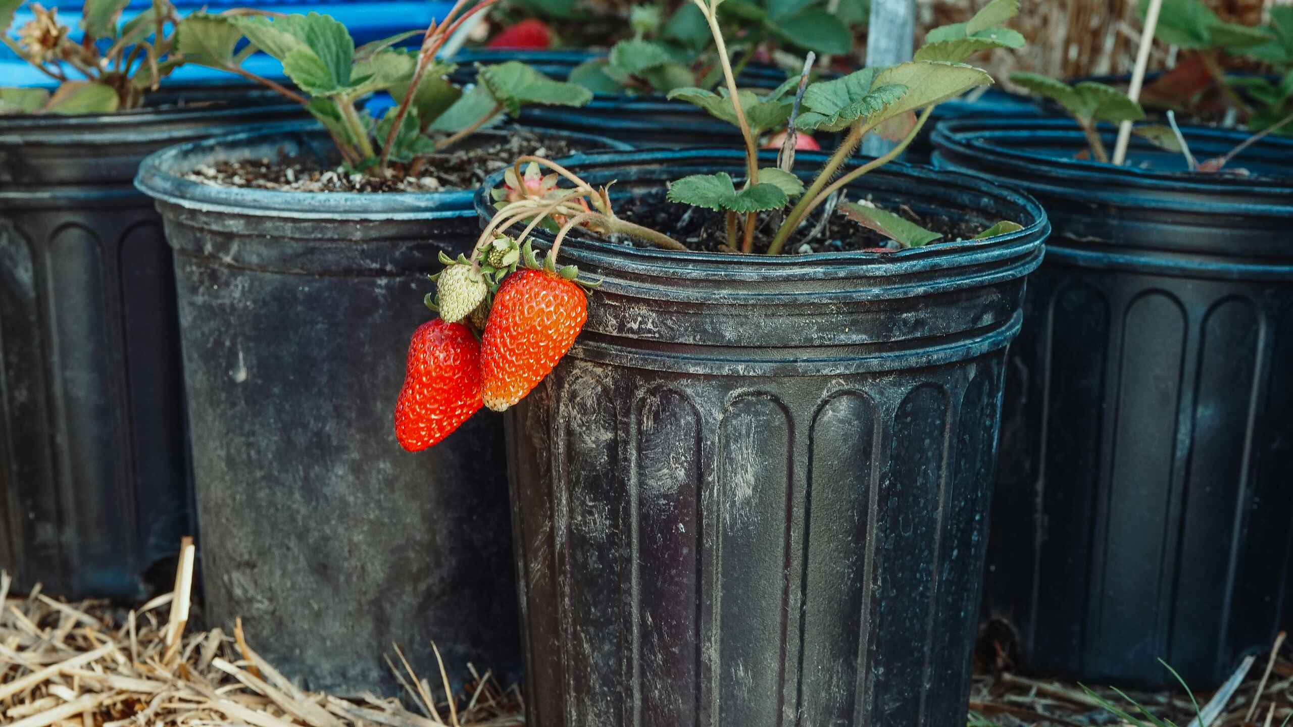 Ripe red strawberries hanging from a plant growing in a black container garden pot