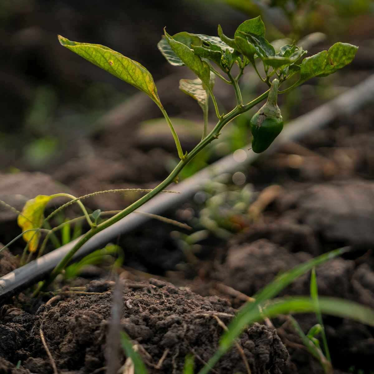 Young tomato plant with drip irrigation tubing running along the soil in a raised garden bed