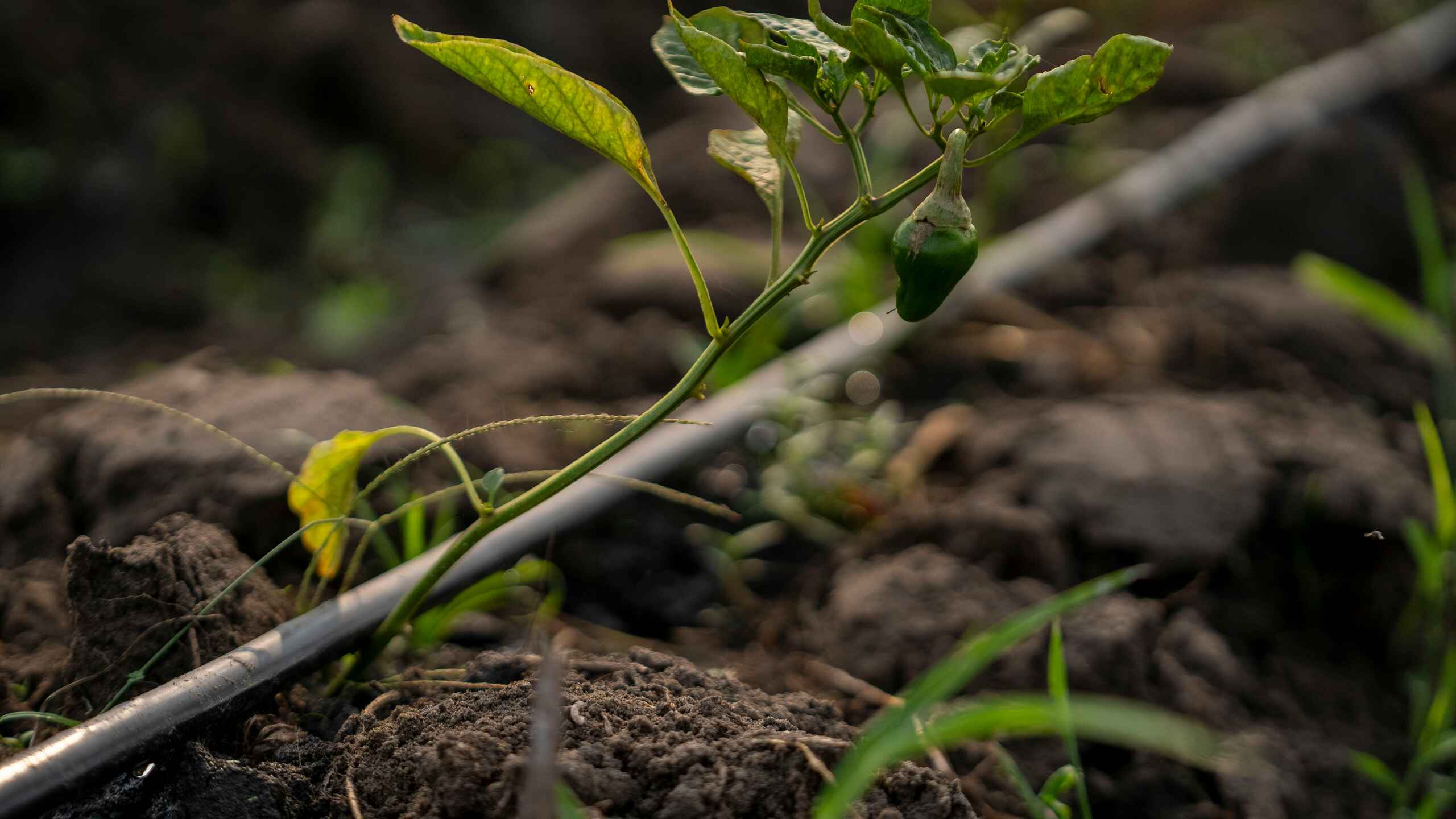 Young tomato plant with drip irrigation tubing running along the soil in a raised garden bed