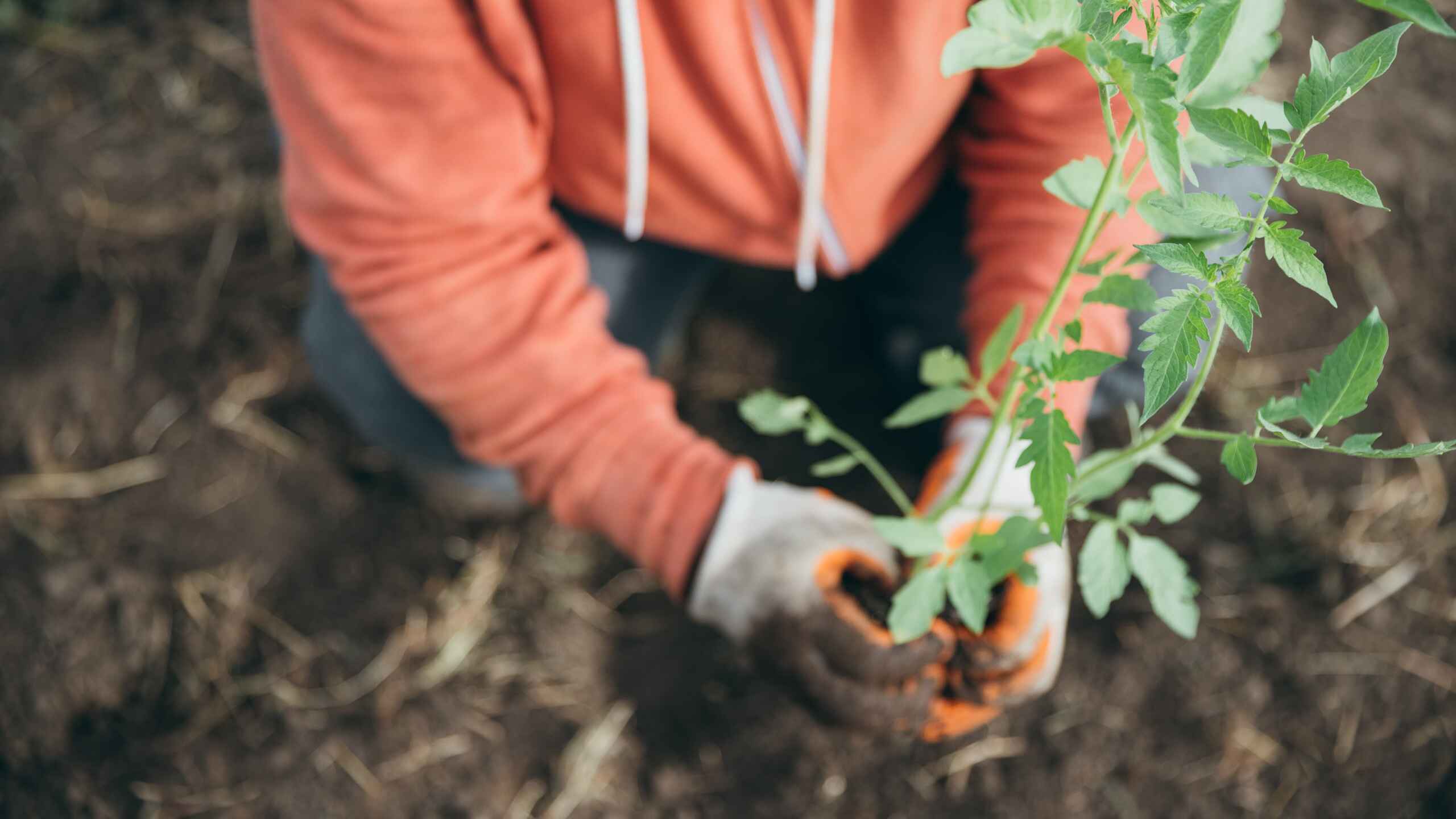 Person planting a seedling in garden soil