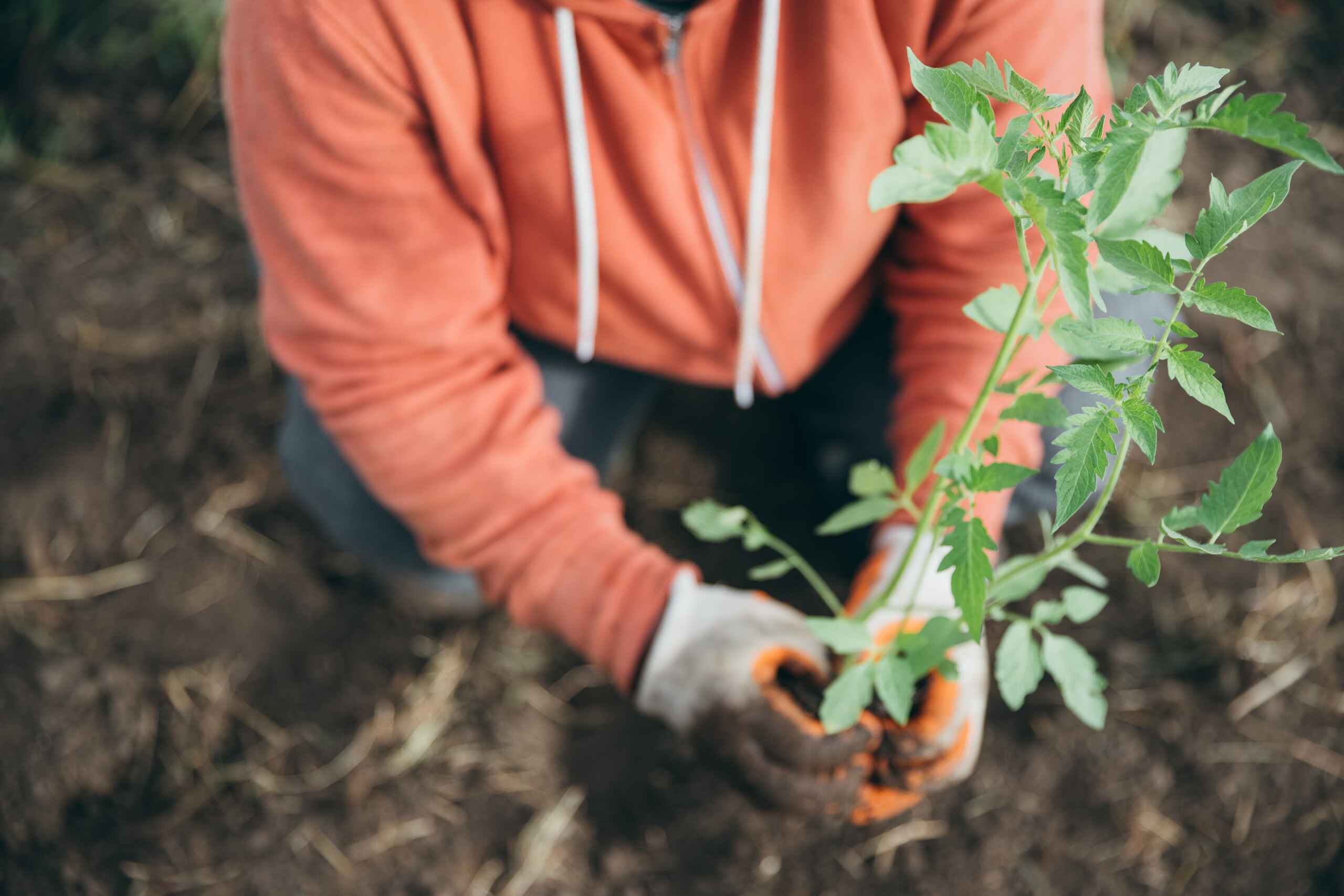 Person planting a seedling in garden soil