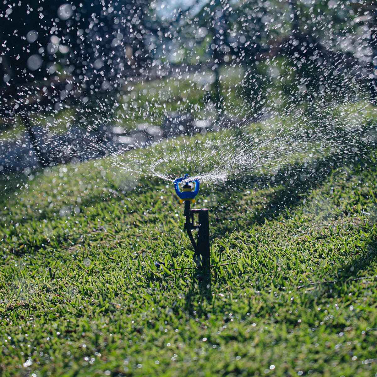 A micro sprinkler head waters grass with a fan spray pattern in a garden setting