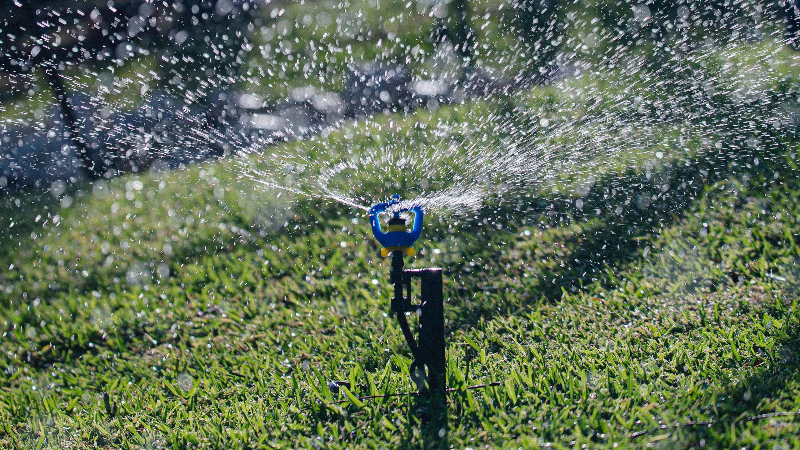 A micro sprinkler head waters grass with a fan spray pattern in a garden setting