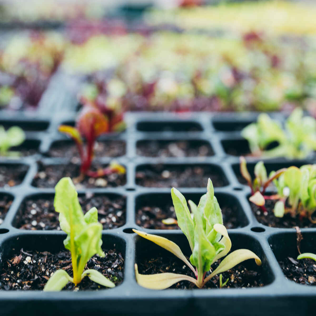 Young seedlings sprouting in a black cell tray filled with soil