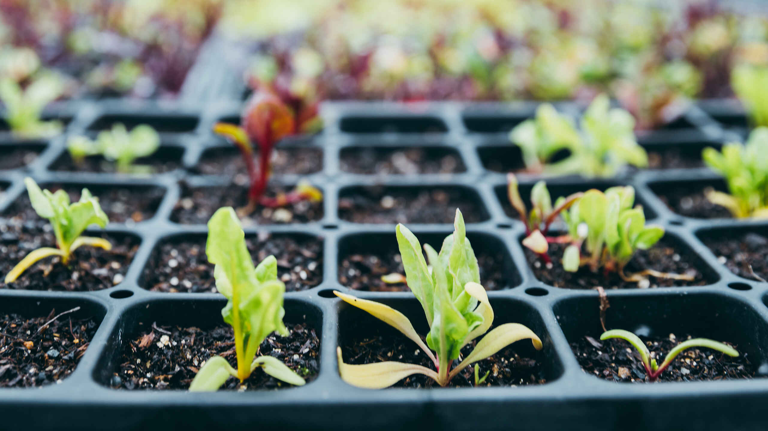 Young seedlings sprouting in a black cell tray filled with soil