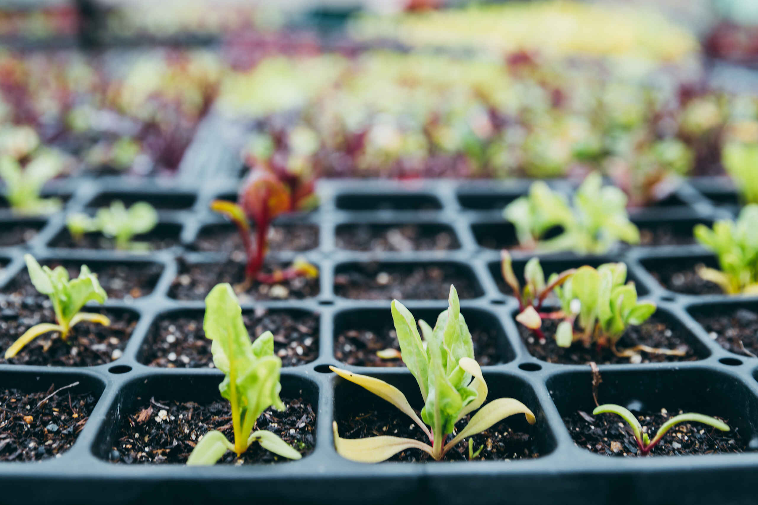 Young seedlings sprouting in a black cell tray filled with soil