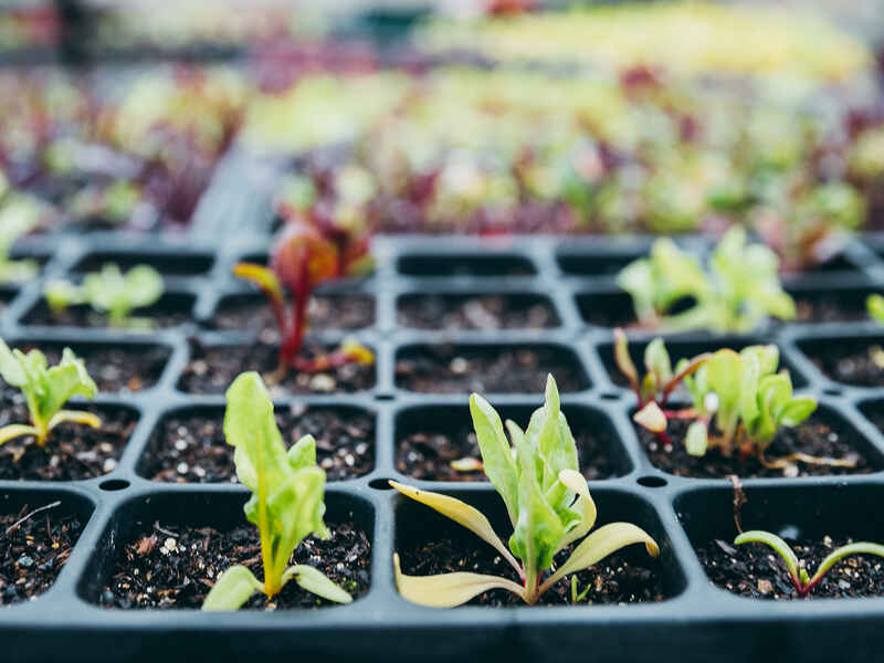 Young seedlings sprouting in a black cell tray filled with soil