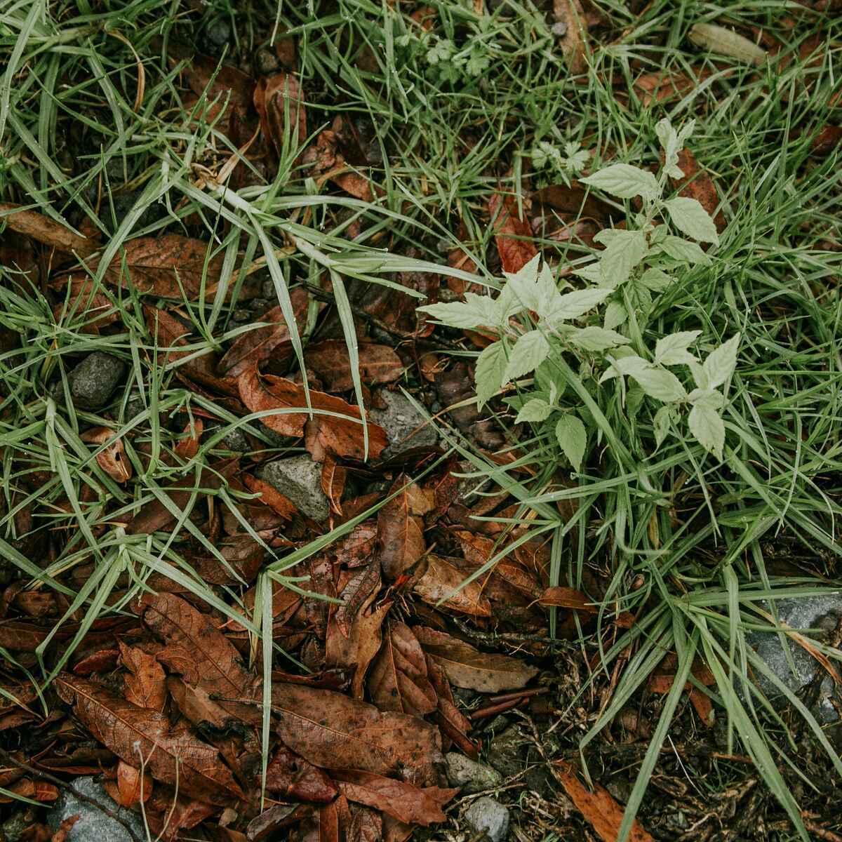Young weeds growing among grass and fallen leaves in garden soil