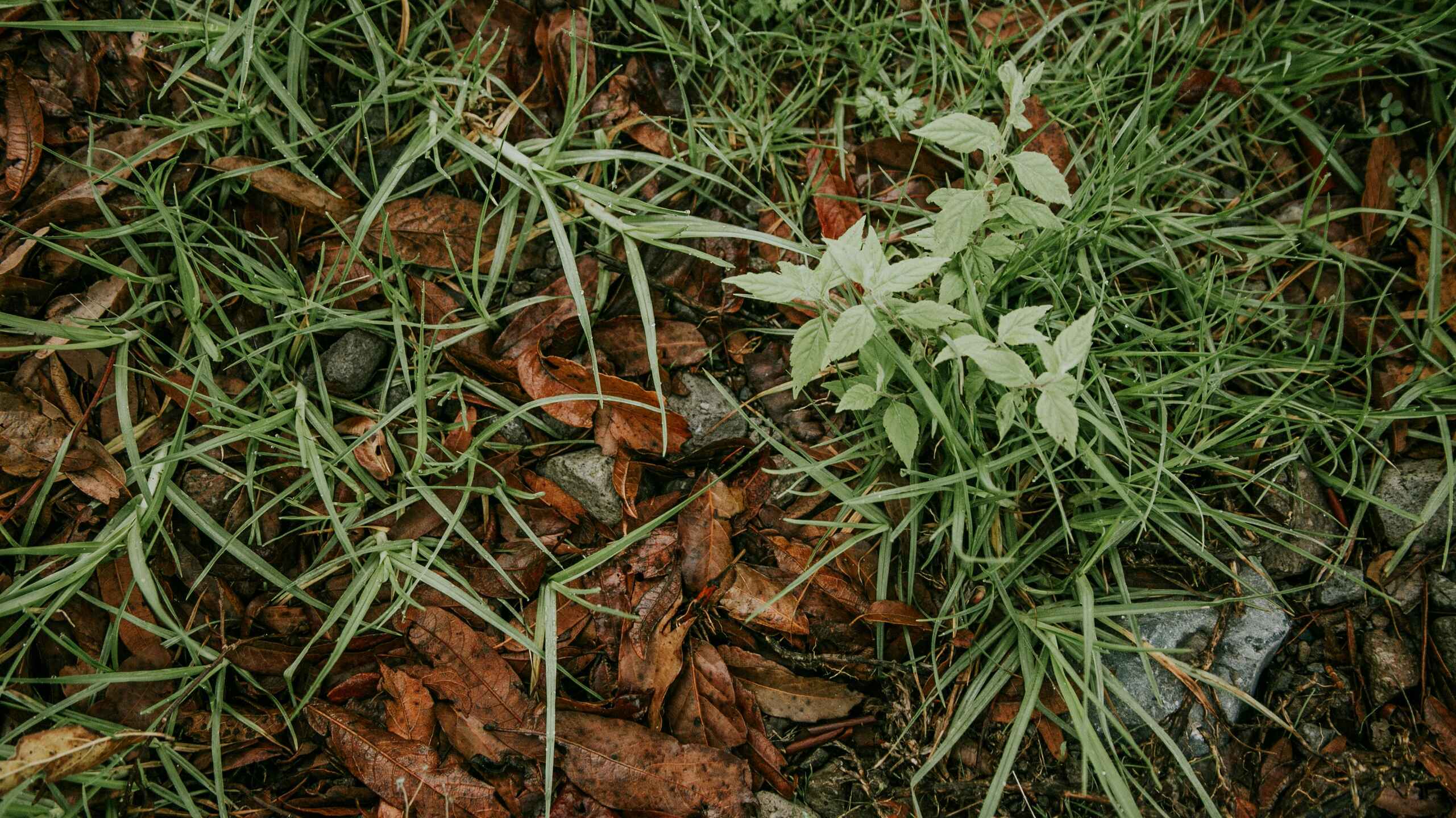 Young weeds growing among grass and fallen leaves in garden soil