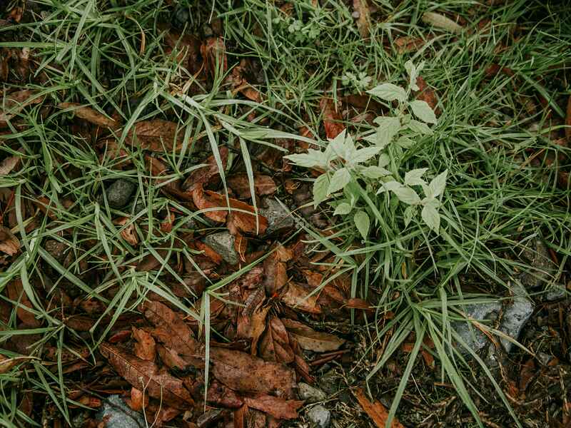 Young weeds growing among grass and fallen leaves in garden soil