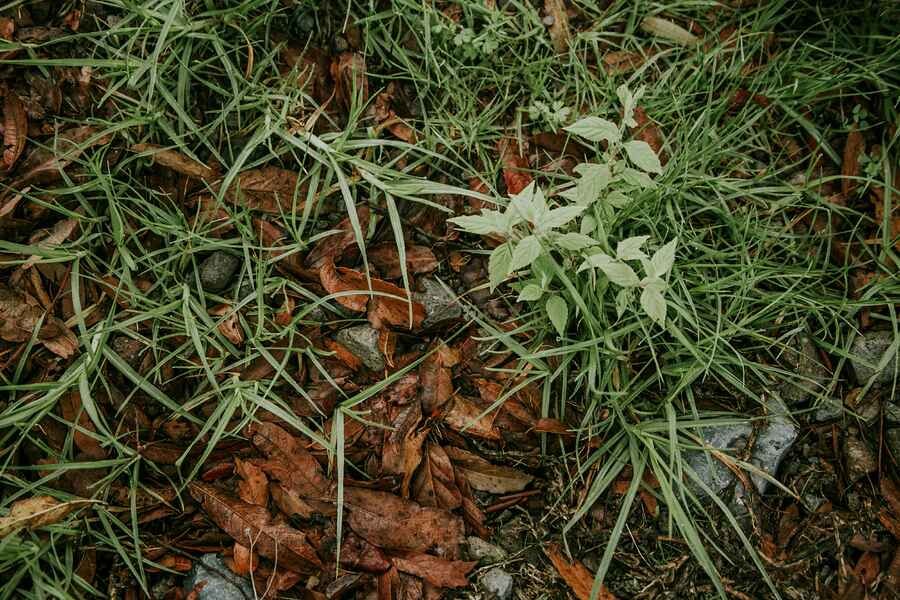 Young weeds growing among grass and fallen leaves in garden soil