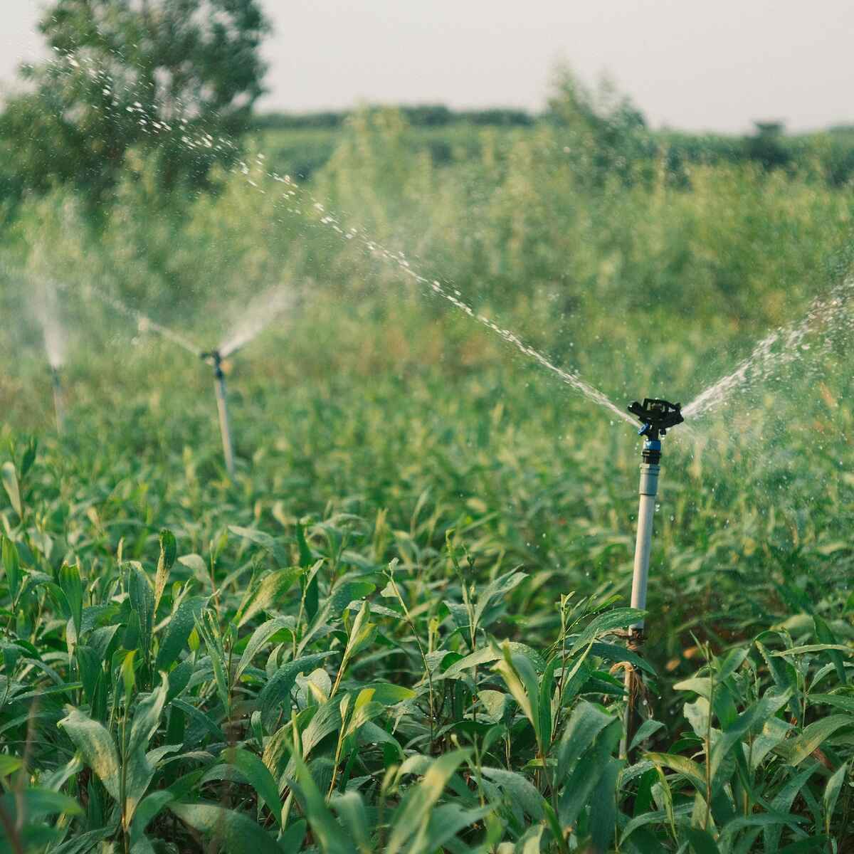 Irrigation sprinkler watering a corn field during daytime