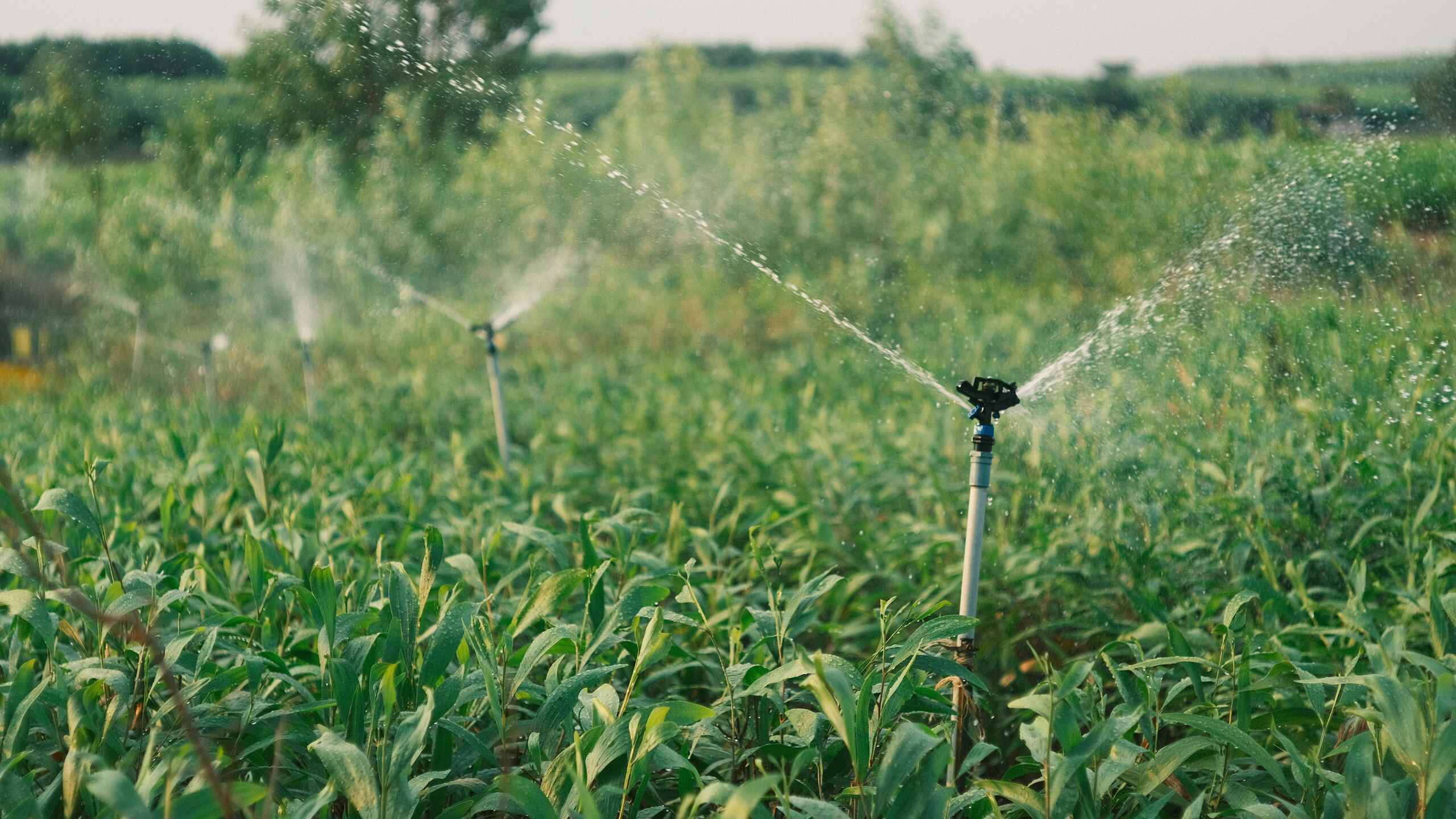 Irrigation sprinkler watering a corn field during daytime