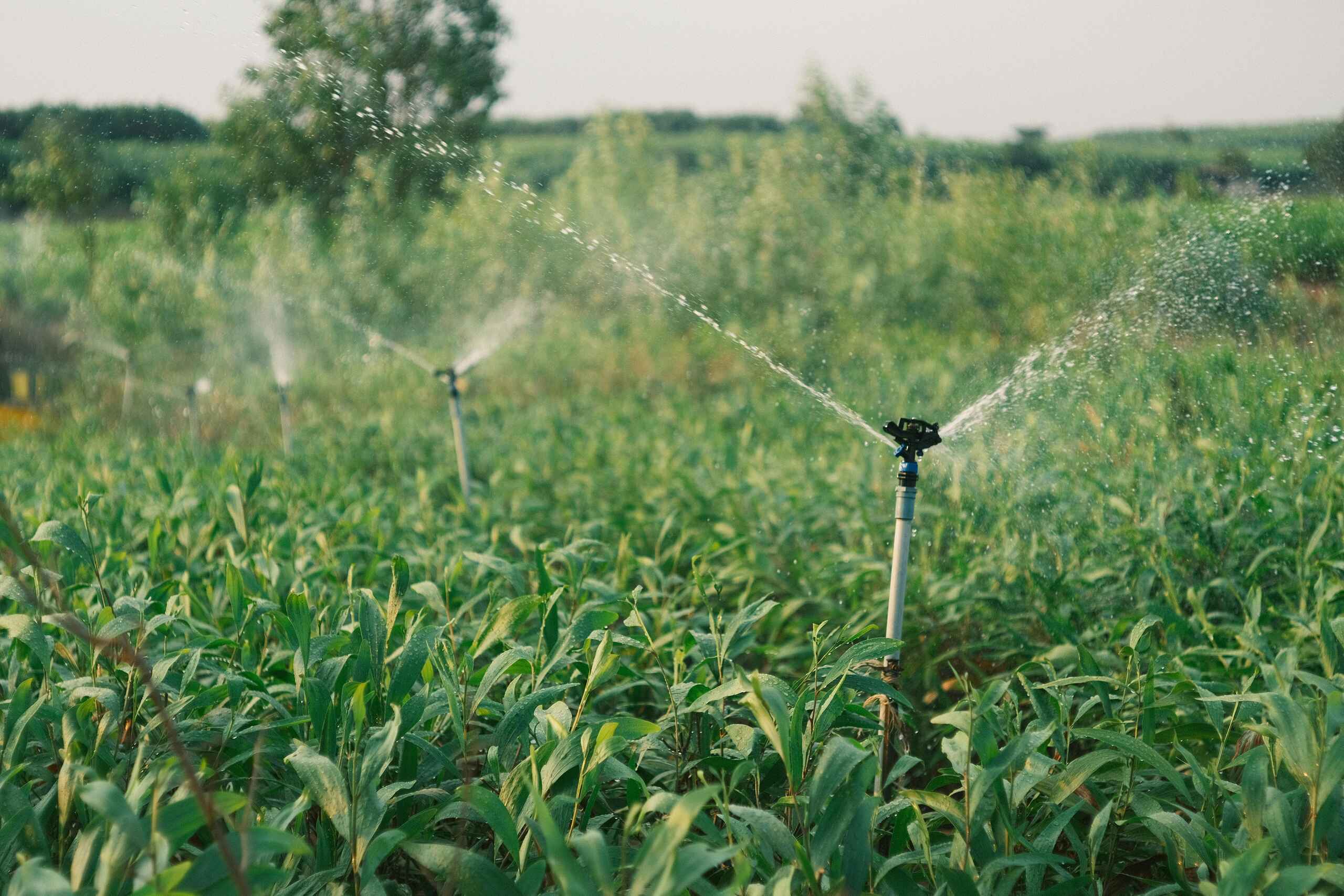 Irrigation sprinkler watering a corn field during daytime