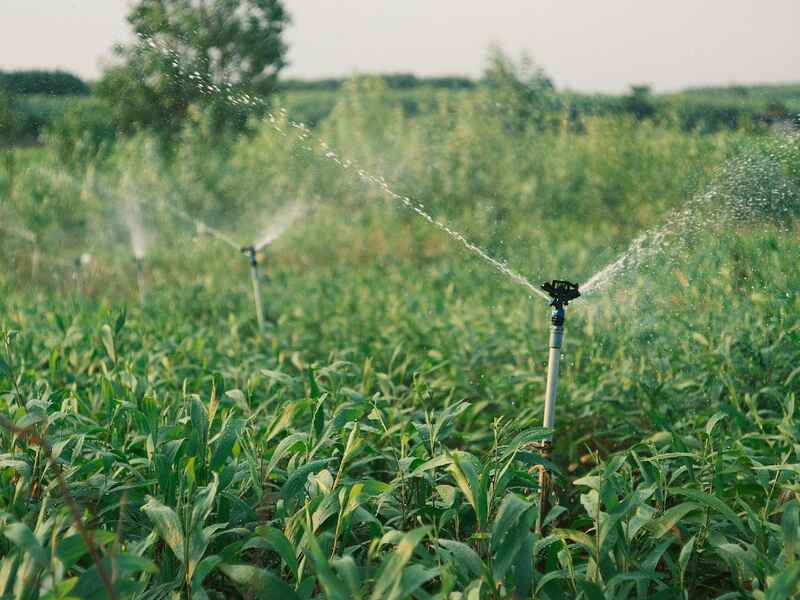 Irrigation sprinkler watering a corn field during daytime