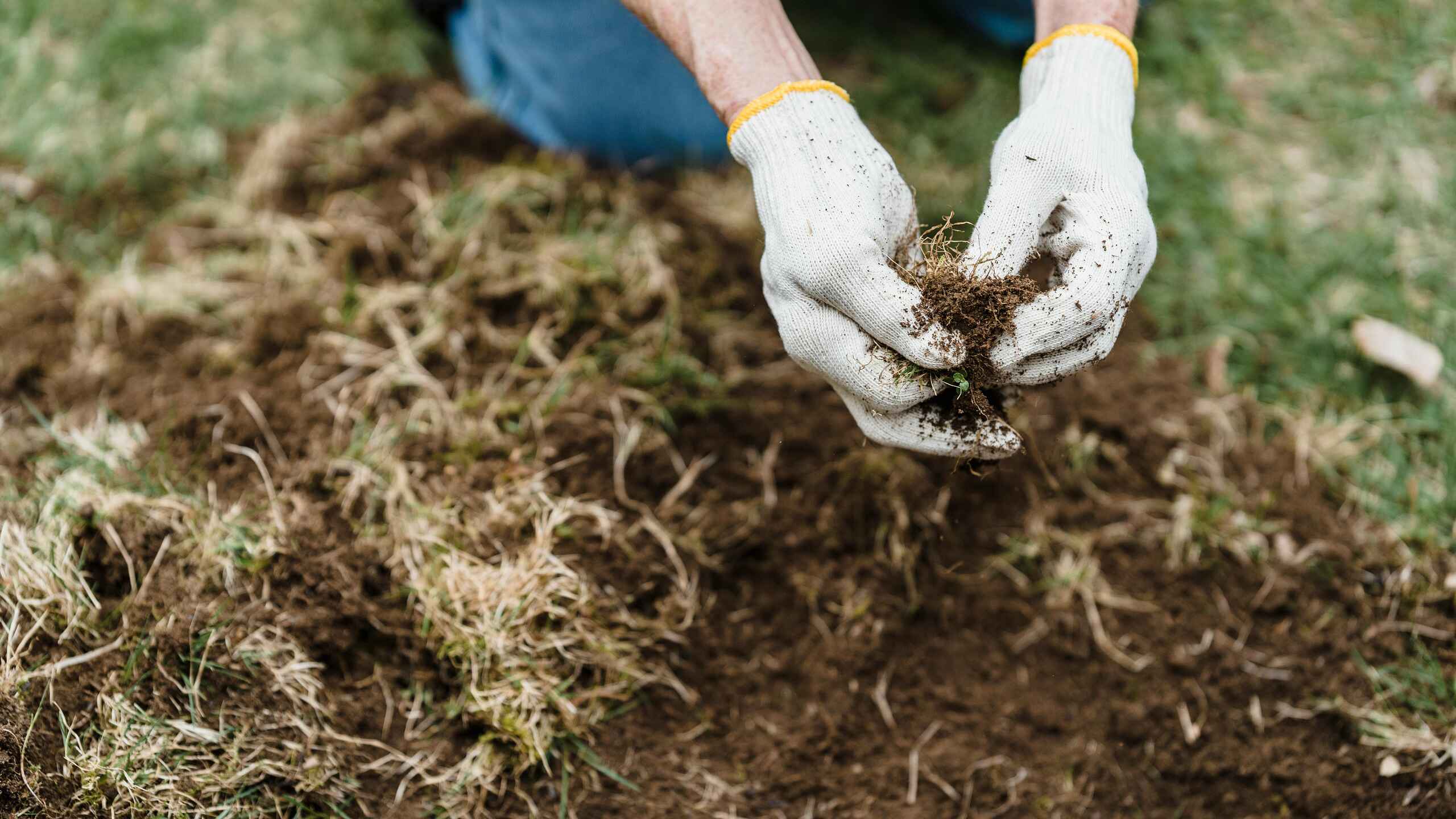 Person holding rich, dark soil with organic matter and microorganisms in their hands