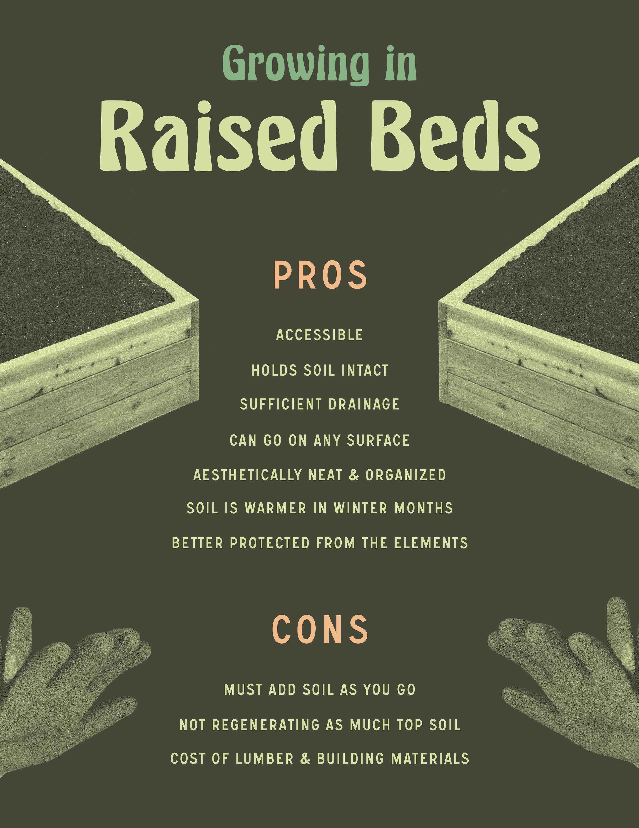Infographic comparing pros and cons of growing in raised beds, listing benefits like accessibility and drainage alongside drawbacks like material costs and soil replenishment needs.