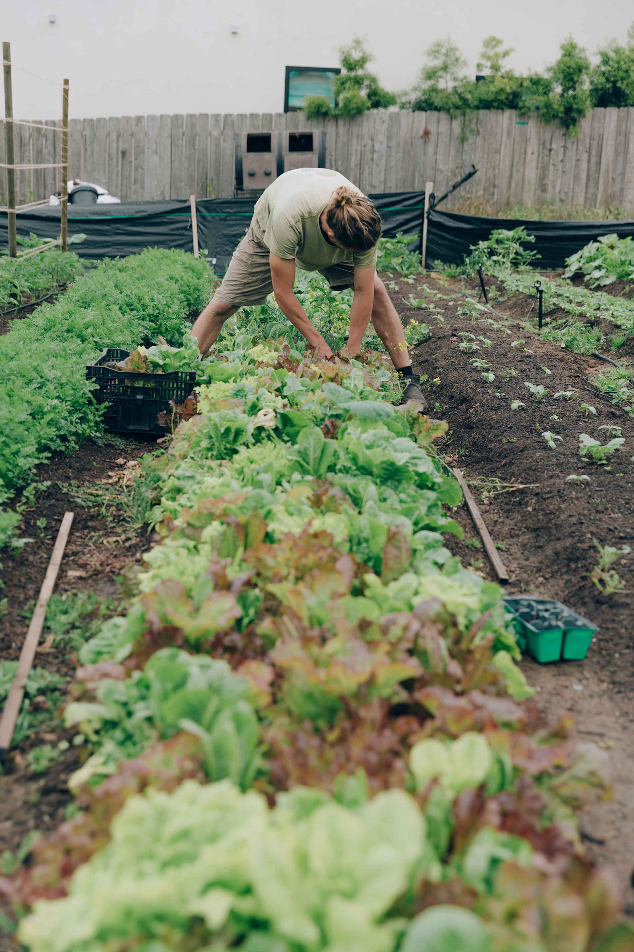 A gardener harvests leafy greens from raised beds in a community garden