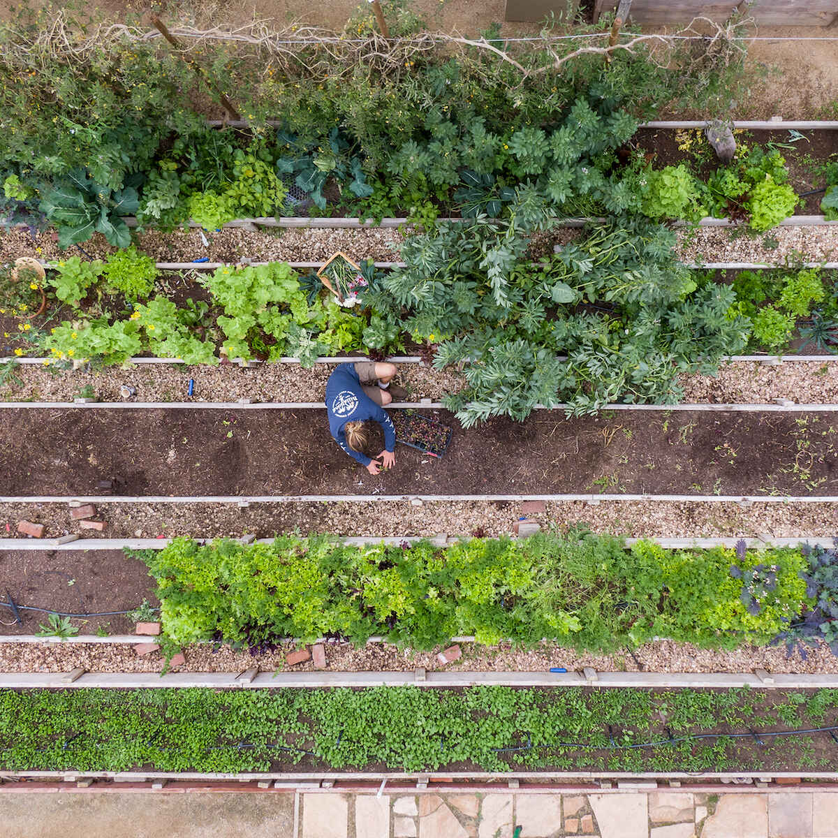 Overhead view of a person tending to raised garden beds filled with leafy vegetables and herbs