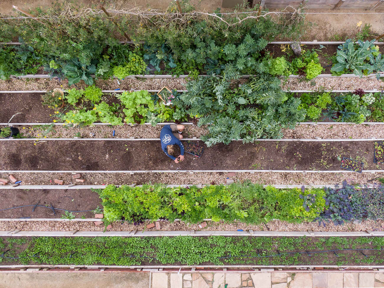 Vista a&eacute;rea de una persona cultivando camas de jard&iacute;n elevadas llenas de verduras de hoja verde y hierbas arom&aacute;ticas