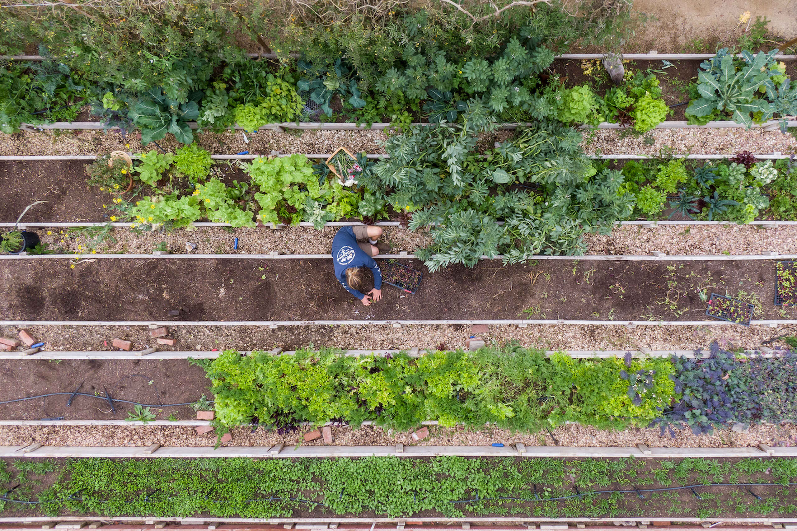 Overhead view of a person tending to raised garden beds filled with leafy vegetables and herbs