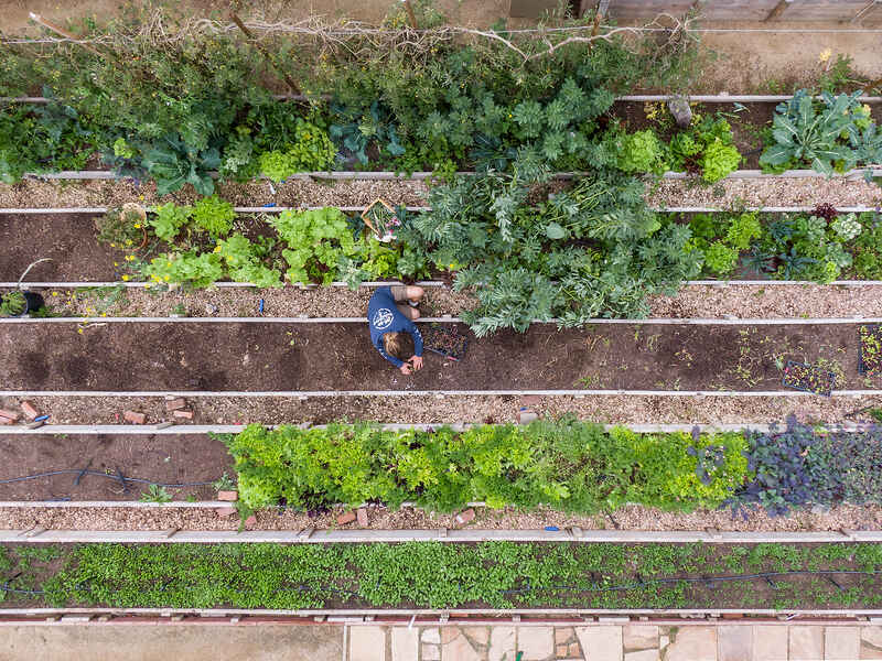 Overhead view of a person tending to raised garden beds filled with leafy vegetables and herbs