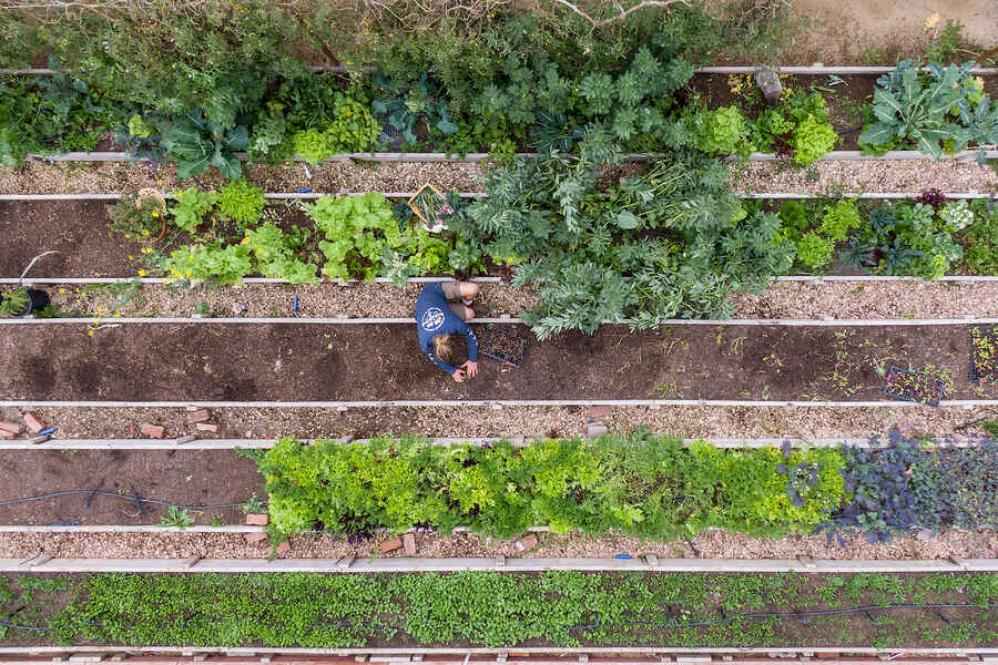 Overhead view of a person tending to raised garden beds filled with leafy vegetables and herbs