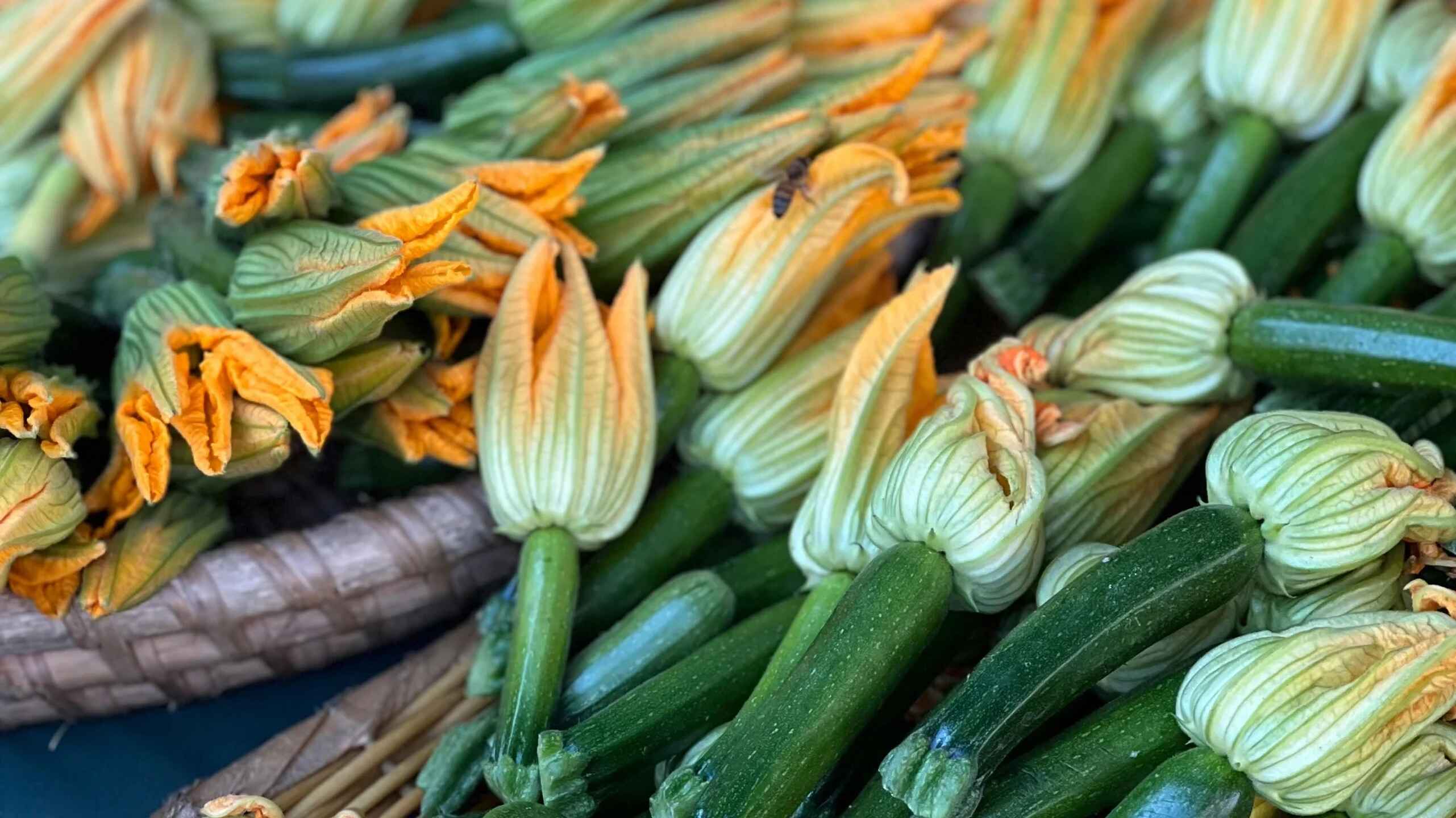 Fresh zucchini with delicate yellow and white blossoms ready for cooking