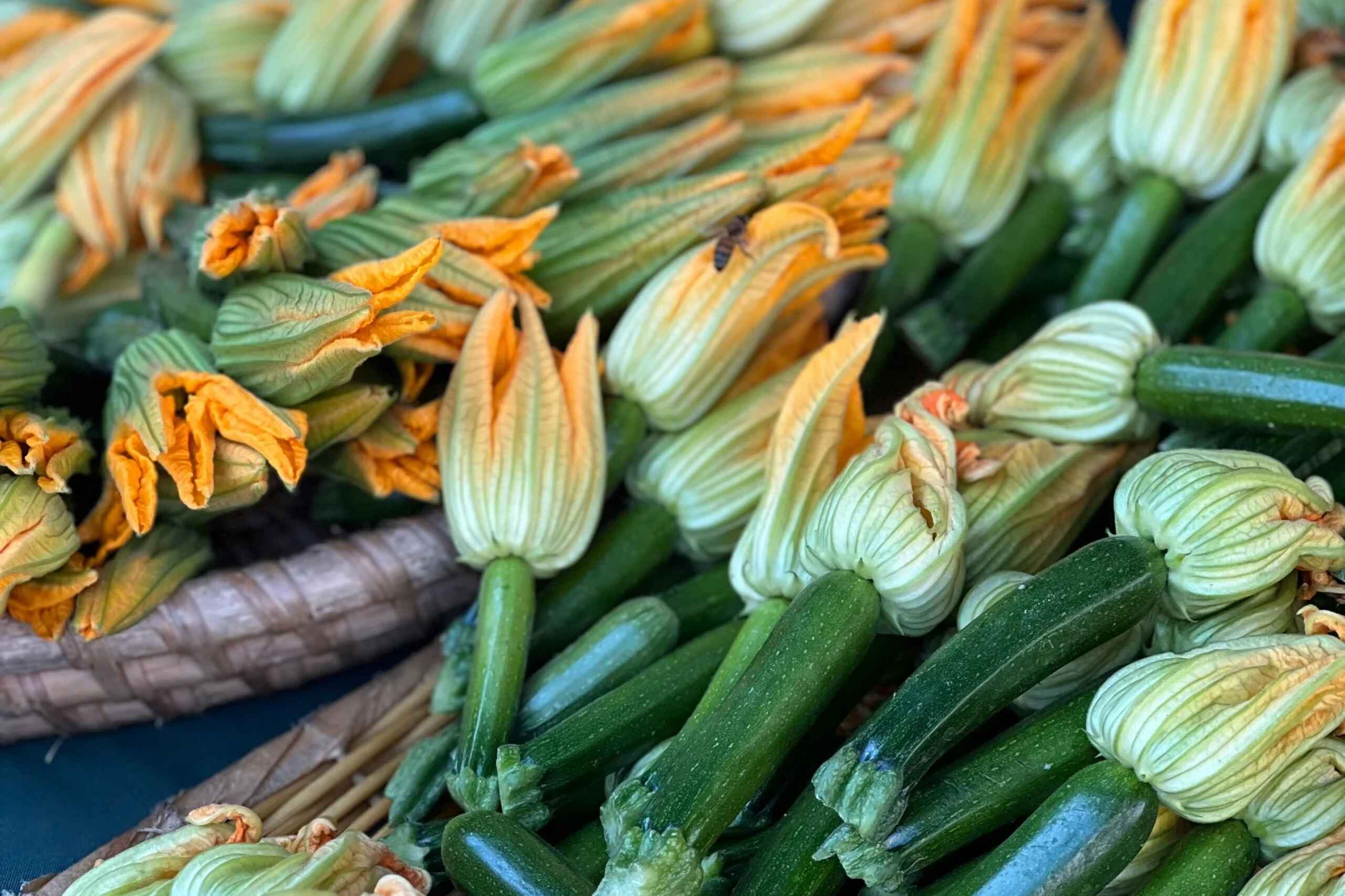 Fresh zucchini with delicate yellow and white blossoms ready for cooking