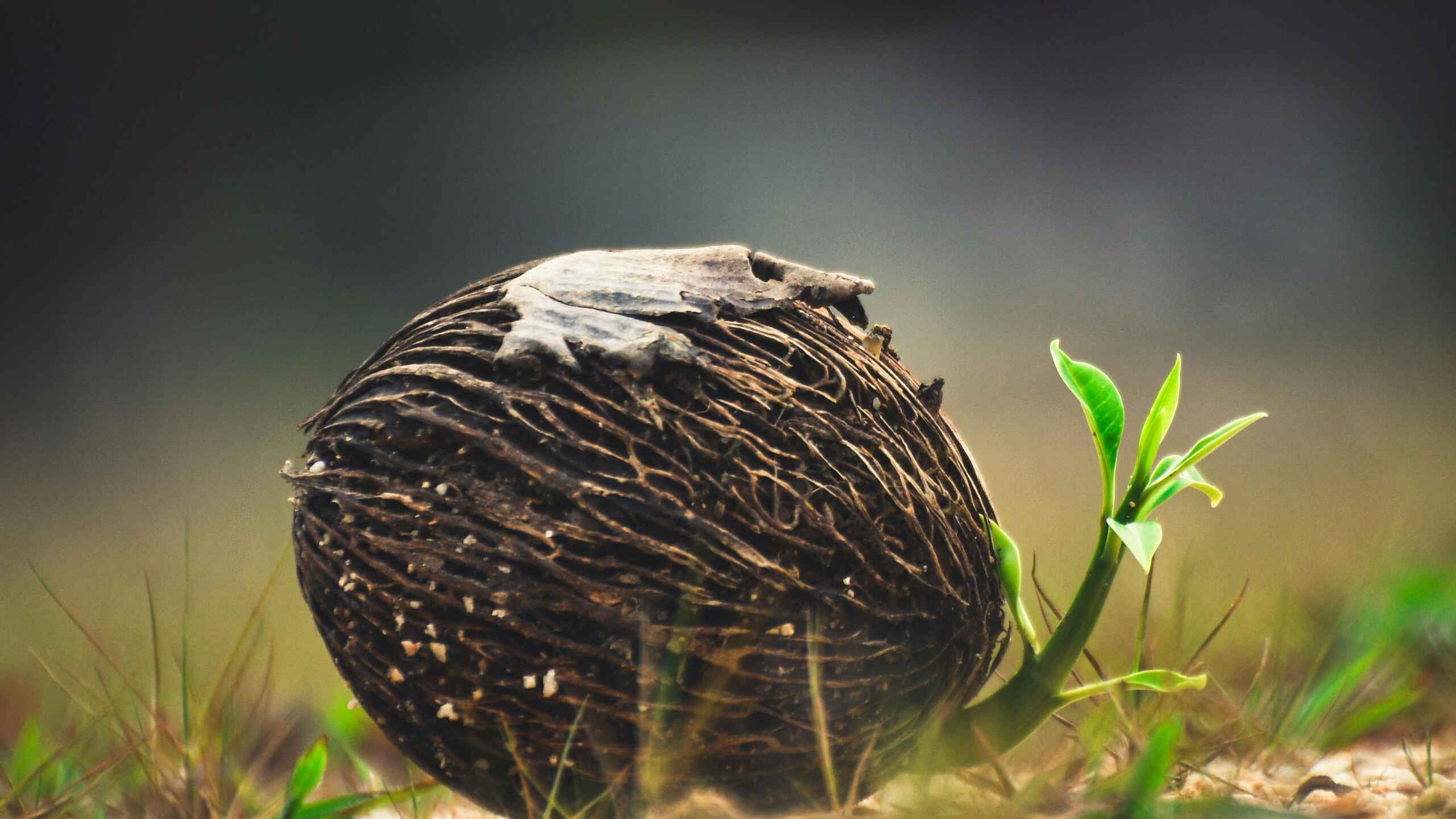 Cerbera odollam seed resting on soil with sprouting seedling nearby