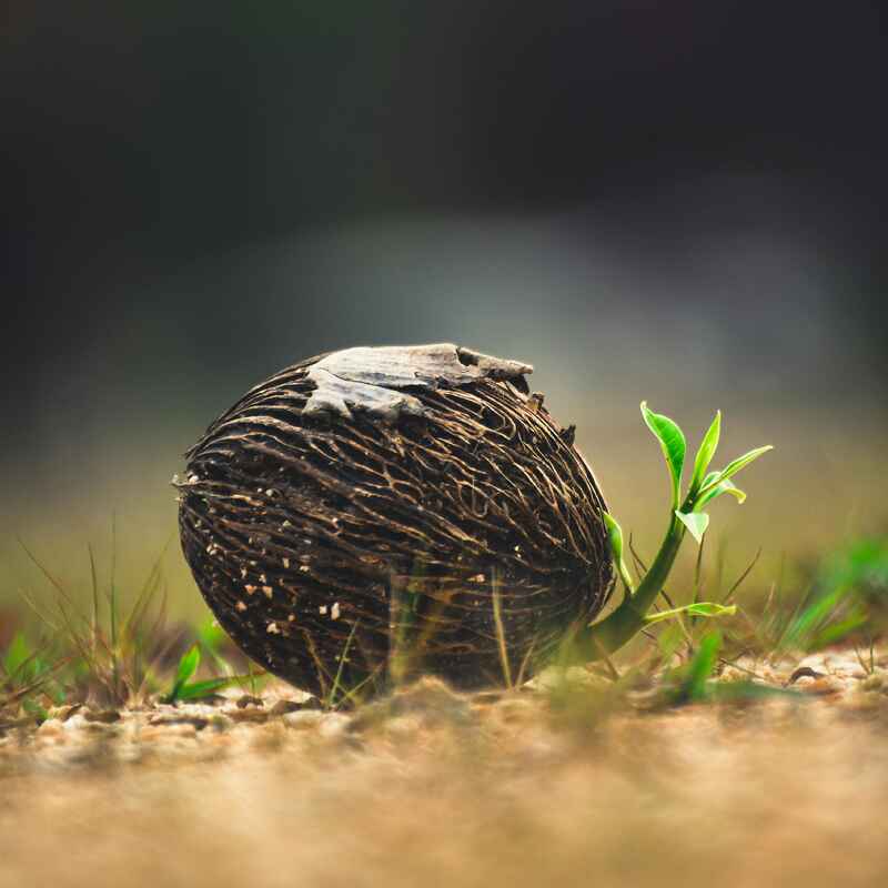 Cerbera odollam seed resting on soil with sprouting seedling nearby