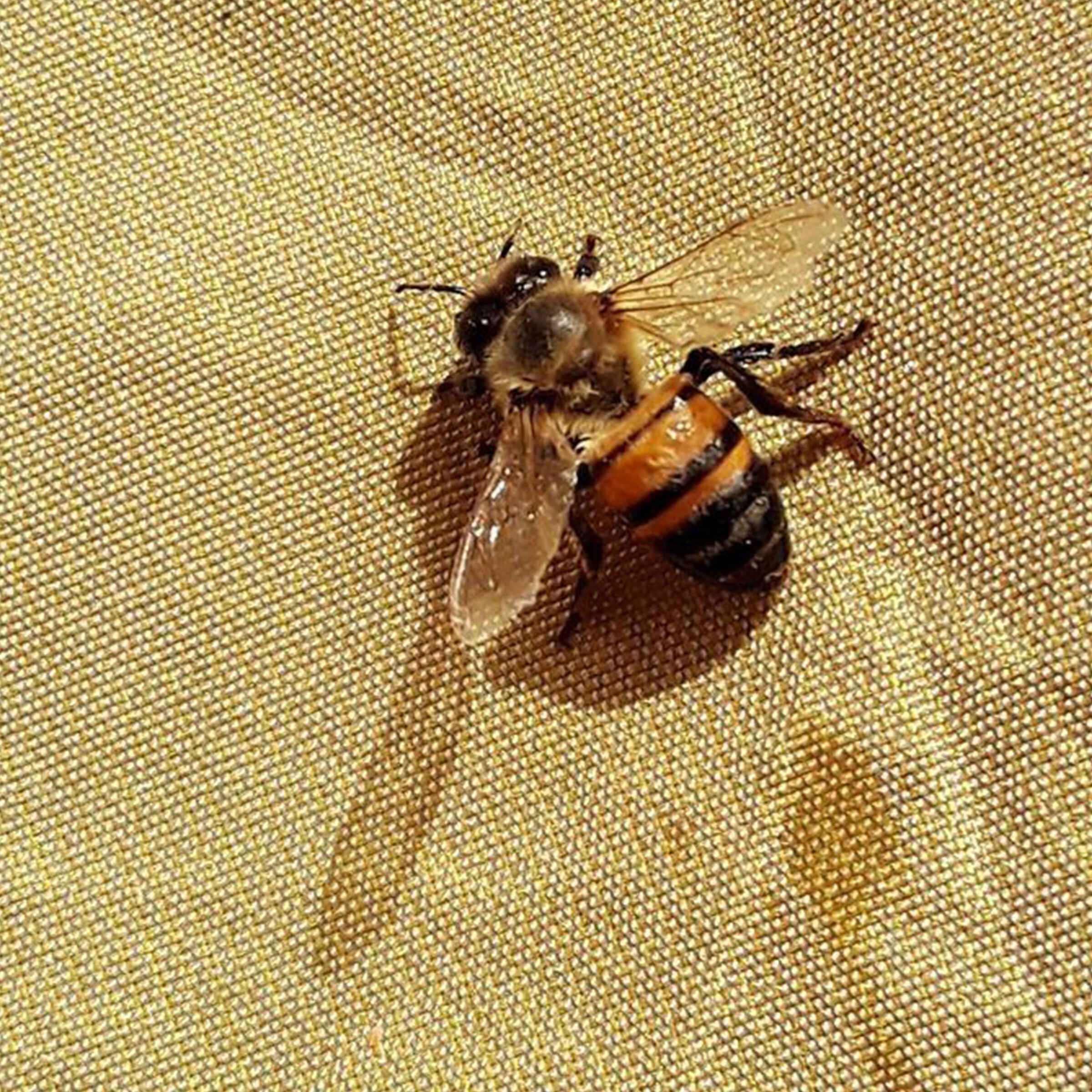Close-up of a honeybee resting on mesh-like material in bright light