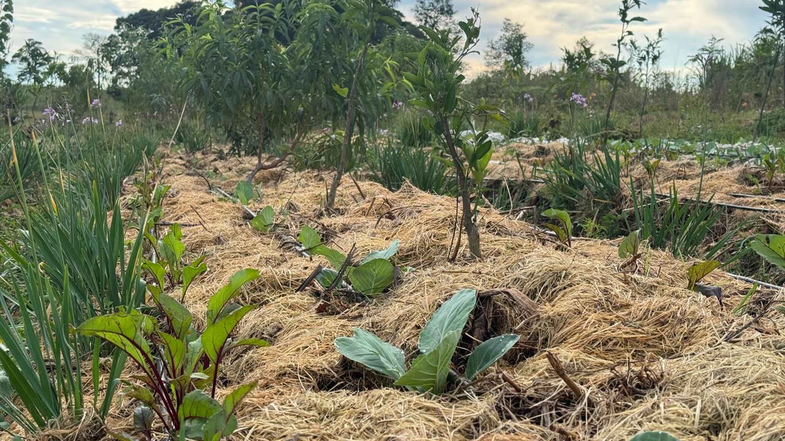 Agricultural field demonstrating agroecological practices with diverse crops, mulch cover, and intercropping techniques