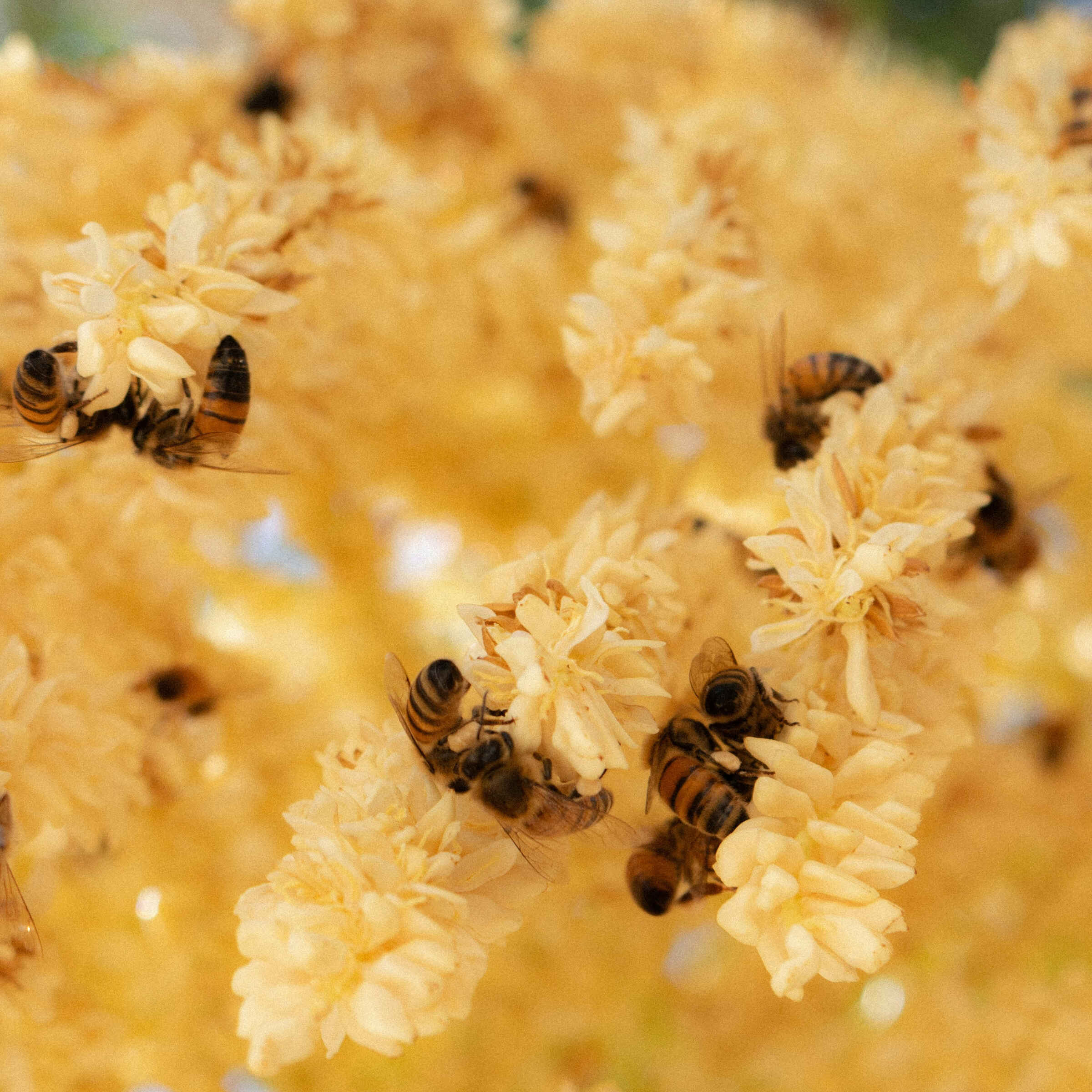 Honeybees foraging on small yellow blossoms in warm light