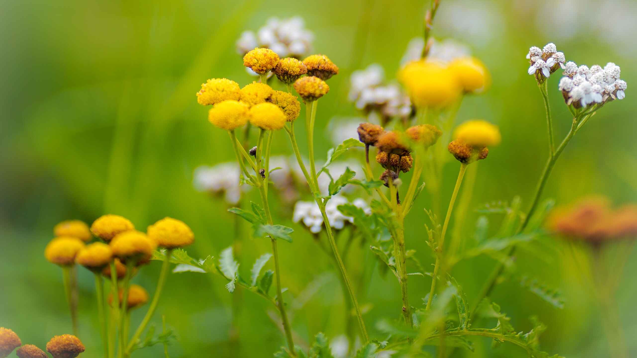 Flores silvestres amarillas y blancas floreciendo en una pradera verde