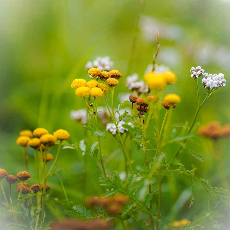 Yellow and white wildflowers blooming in a green meadow